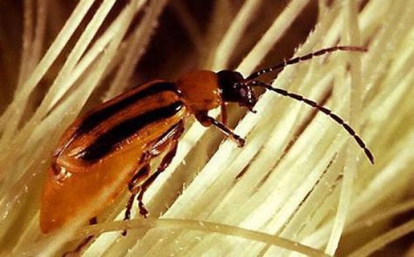 Alerte à la chrysomèle du maïs