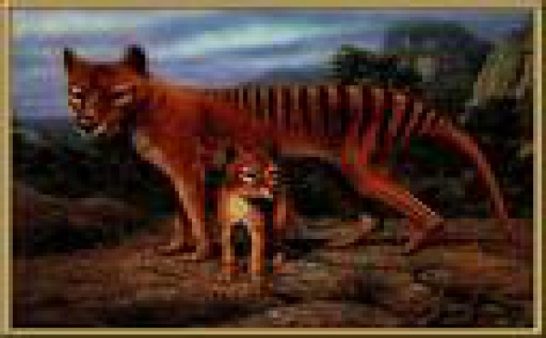 Melbourne : le tigre de Tasmanie ressuscité