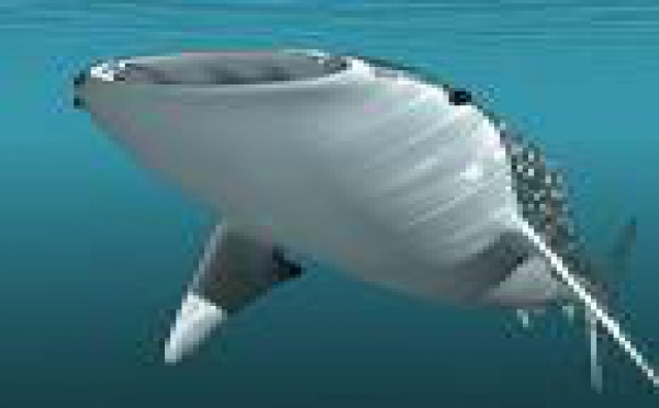 Santiago : reprise ou non de la chasse aux baleines ?